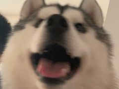 -Husky Go! 哈士奇体验馆·宠物咖啡厅狗咖