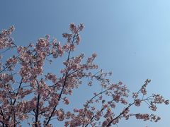 -顾村公园