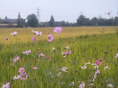 -九尺赵老四鲜鹅肠火锅