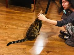 -猫友咖啡店(玉林西路店)