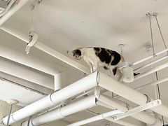 -Cappucimeow猫咪咖啡馆(韦伯时代店)