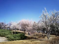 -大望京公园
