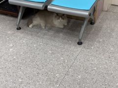 -四月宠物医院·猫专科·心脏专科·内科(转塘店)