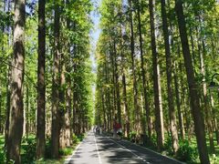 -东平国家森林公园
