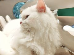 -飞行喵MR PILOT|猫舍·猫咖(静安大融城店)