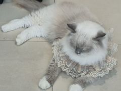 -怪兽屋·羊驼·猫咖·狗咖(俊华广场店)