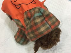 -瑞派天使宠物医院·神经外科·骨科·核磁(洛川中路店)