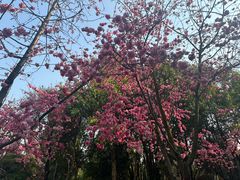 -洛龙公园