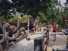 -海南热带野生动植物园