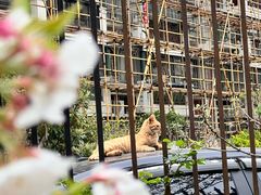 -高东镇樱花园