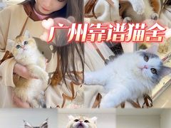 -lincat·猫舍(广州店)