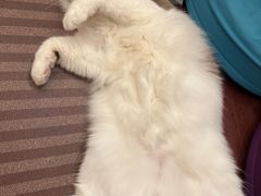 -MOCHA明星猫咖(田子坊店)