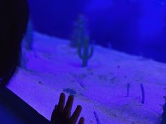 -芜湖新华联大白鲸海洋公园