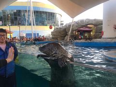 -芜湖新华联大白鲸海洋公园