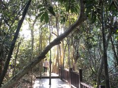 -三亚亚龙湾人间天堂鸟巢度假村