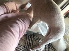 -爱侣宠医·鹦鹉专科·小型哺乳类·异宠专科(灵石路店)