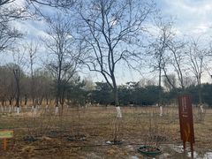 -大兴滨河森林公园