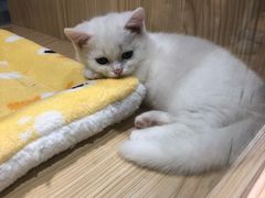 -屋虎猫馆(宝安大仟里店)