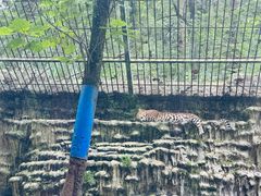 -贵州森林野生动物园