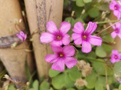 -桤木河湿地公园