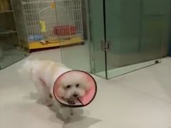 -哆趣宠物医院·眼科·内镜·急重症转诊中心(上海店)