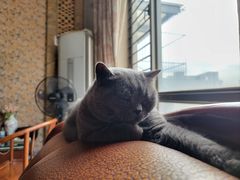 -芭比堂动物医院·24小时·眼科中心(深圳中心)