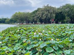 -荔湾湖公园