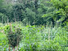 -南汇新场正宗水蜜桃采摘