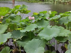 -陈家山荷花公园