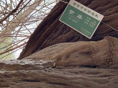 -郑和公园