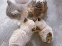 -楼上猫咖(罗湖店)