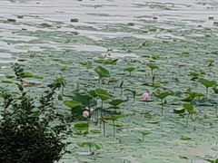 -丁香湖公园
