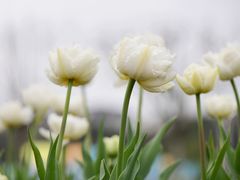 -大宁郁金香公园-停车场