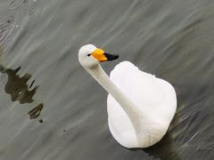 -烟墩角天鹅湖