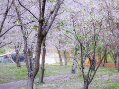 -上海共青森林公园