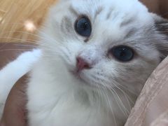 -momokira米努特·德文卷毛猫·棉花面纱犬
