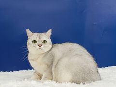 -爱洗澡的猫(天河路店)