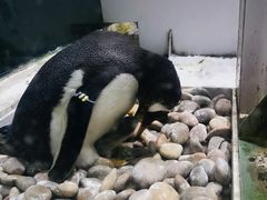 -大连圣亚海洋世界