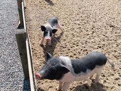 -前小桔亲子创意农场·草莓采摘·露营烧烤