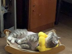 -荔康动物医院(康王北路店)