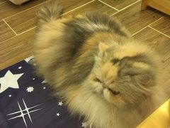 -猫大福·Fortune Cat猫舍(百子湾店)