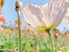 -二沙岛艺术公园