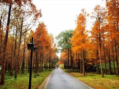 -西溪国家湿地公园