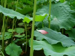 -陈家山荷花公园