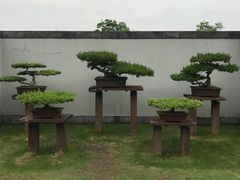 -扬州大运河文化旅游度假区·盆景园