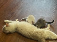 -楼上猫咖(罗湖店)