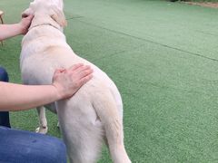 -宠物寄养训练学校