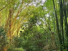 -深圳仙湖植物园