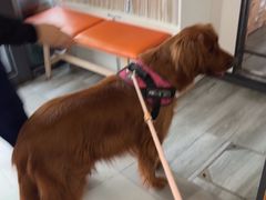 -爱侣宠医·鹦鹉专科·小型哺乳类·异宠专科(灵石路店)