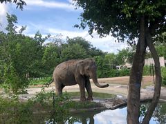 -清迈夜间动物园